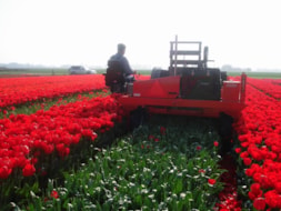 Topping Tulip Lefebers Memory